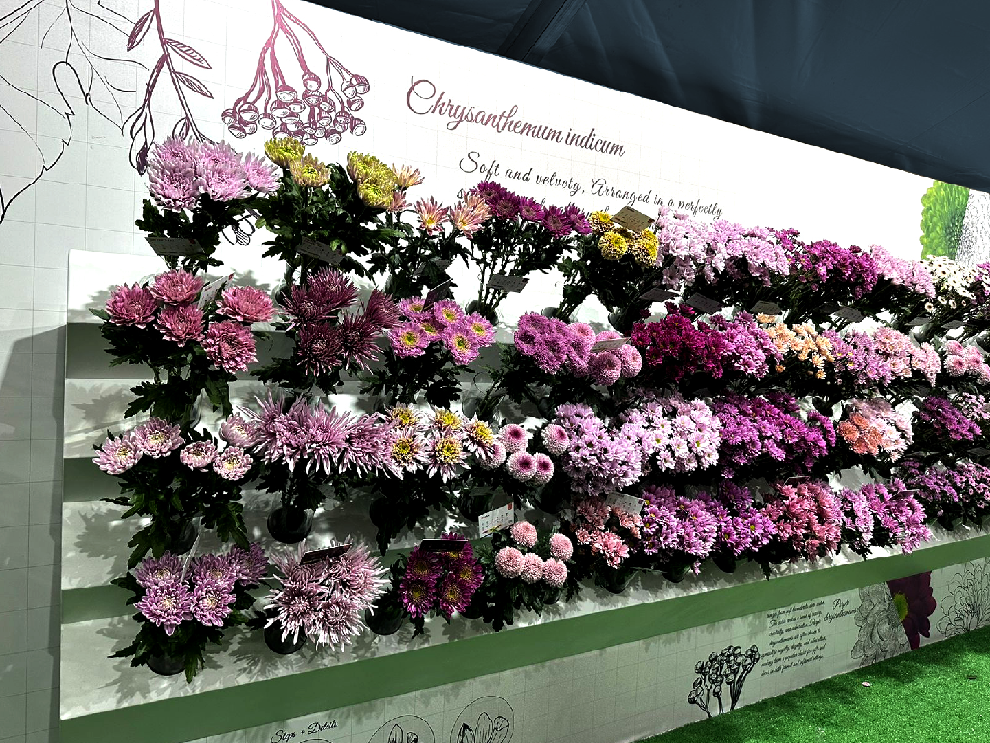 Deliflor DeliShow 2024 3